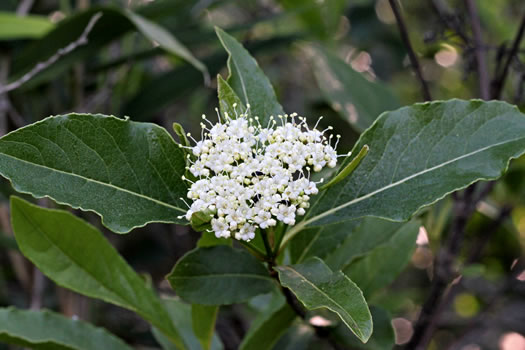 image of Viburnum nudum, Southern Wild Raisin, Possumhaw, Swamp Viburnum, Swamp-haw