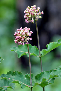 image of Asclepias amplexicaulis, Wavyleaf Milkweed, Clasping Milkweed, Sand Milkweed, Blunt-leaved Milkweed