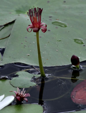 image of Brasenia schreberi, Water-shield, Purple Wen-dock