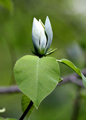 Cucumber Magnolia