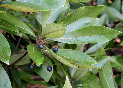 image of Tamala borbonia, Upland Redbay, Tisswood