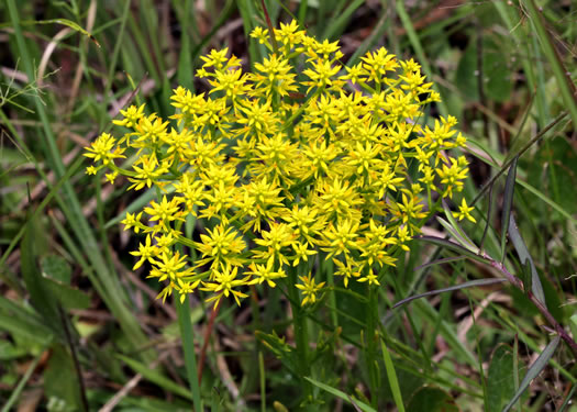 image of Polygala ramosa, Short Pinebarren Milkwort, Low Pinebarren Milkwort, Dwarf Milkwort, Savanna Milkwort