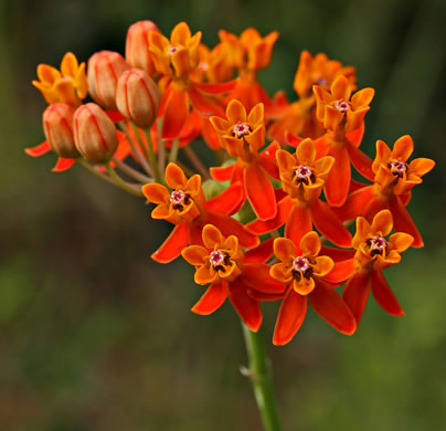 image of Asclepias lanceolata, Fewflower Milkweed, Red Milkweed