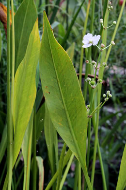 image of Sagittaria lancifolia var. media, Scimitar Arrowhead, Bulltongue Arrowhead