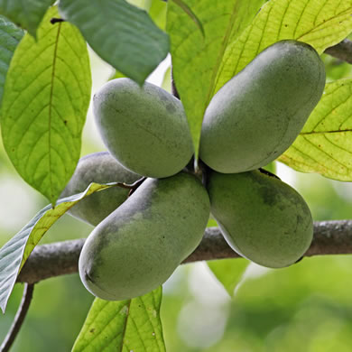 image of Asimina triloba, Common Pawpaw, Indian-banana