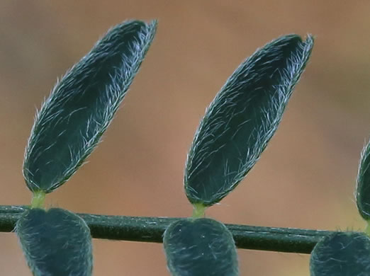 image of Astragalus michauxii, Sandhill Milkvetch, Michaux's Milkvetch