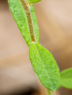 image of Crocanthemum canadense, Canada Frostweed, Canada Sunrose, Canada Rockrose