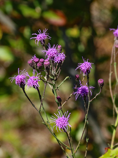 image of Carphephorus tomentosus, Sticky Chaffhead, Woolly Chaffhead, Carolina Chaffhead