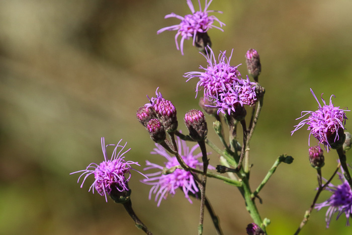 image of Carphephorus tomentosus, Sticky Chaffhead, Woolly Chaffhead, Carolina Chaffhead