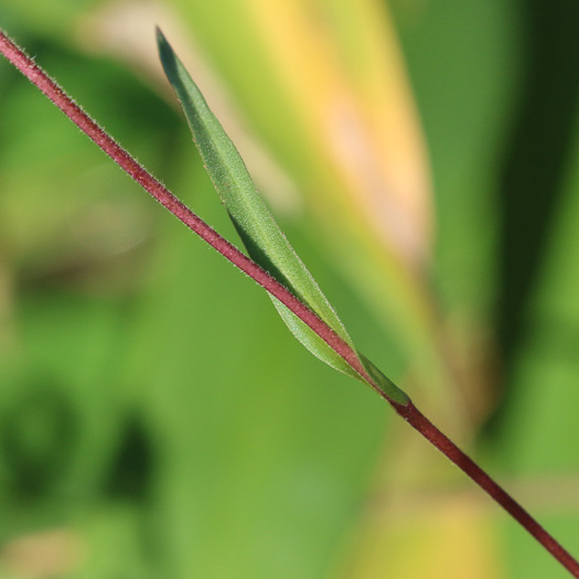 image of Eurybia paludosa, Savannah Grass-leaved Aster, Southern Swamp Aster