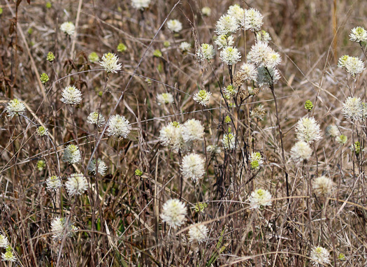 image of Fothergilla gardenii, Coastal Witch-alder, Pocosin Witch-alder, Dwarf Witch-alder, Fothergilla