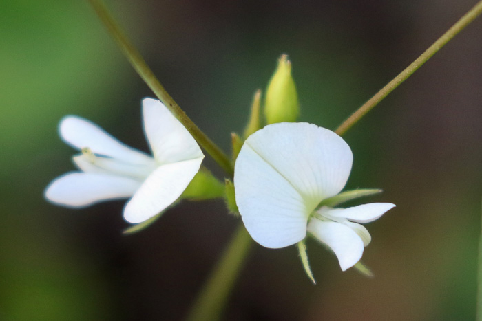 image of Galactia erecta, Erect Milkpea