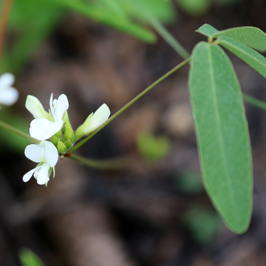 image of Galactia erecta, Erect Milkpea