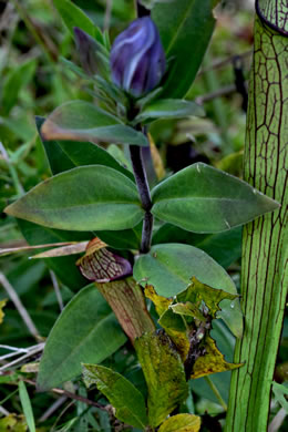 image of Gentiana catesbyi, Coastal Plain Gentian, Catesby's Gentian, Elliott's Gentian