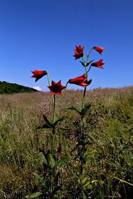 image of Lilium grayi, Gray's Lily, Roan Lily