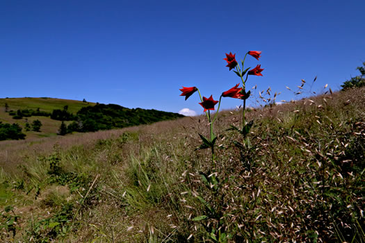 image of Lilium grayi, Gray's Lily, Roan Lily