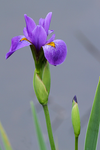 Southern Blue Flag