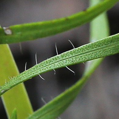 image of Liatris cokeri, Sandhill Blazing-star