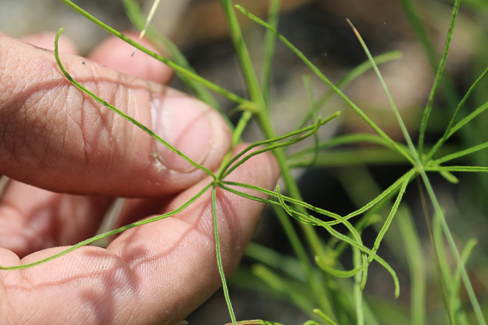 image of Orbexilum lupinellus, Lupine Scurfpea, Sandhill Scurfpea, Lupine Leatherroot