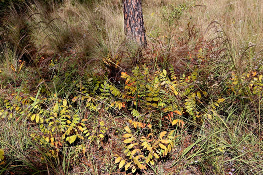 image of Rhus michauxii, Michaux's Sumac, Dwarf Sumac, False Poison Sumac