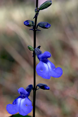 image of Salvia azurea var. azurea, Azure Sage