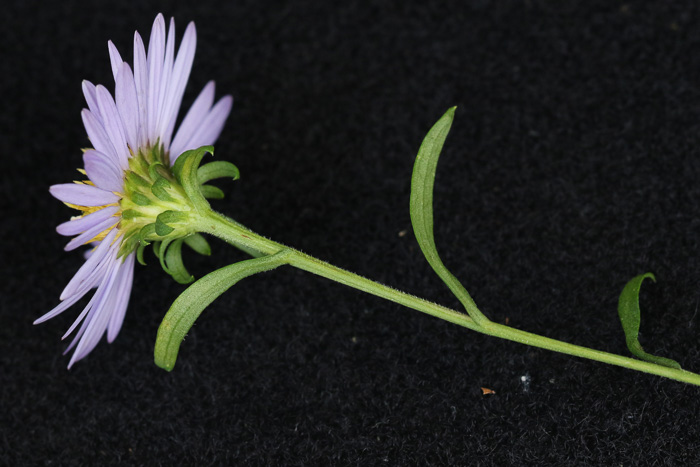 image of Symphyotrichum novi-belgii var. elodes, New York Aster