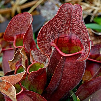 Sarracenia purpurea var. venosa, Southern Purple Pitcherplant, Frog's Breeches, Hunter's Cup