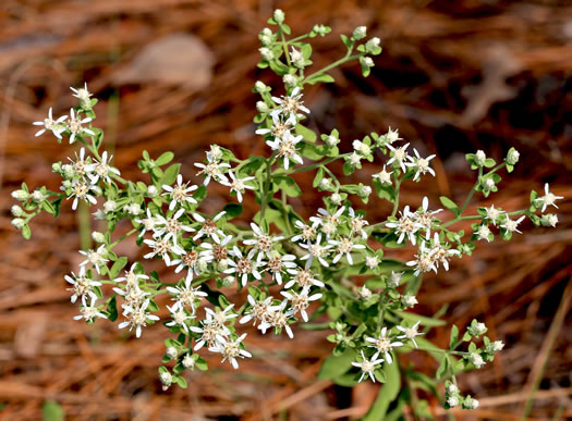 image of Sericocarpus tortifolius, Twisted-leaf Whitetop Aster, Dixie Whitetop Aster