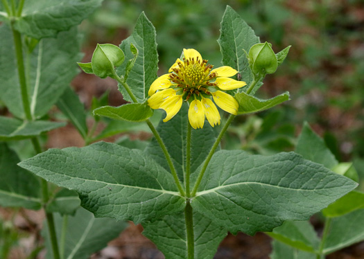 image of Tetragonotheca helianthoides, Pineland Squarehead, Pineland-ginseng