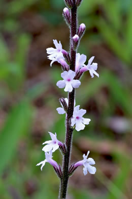 image of Verbena carnea, Carolina Vervain, Carolina False Vervain