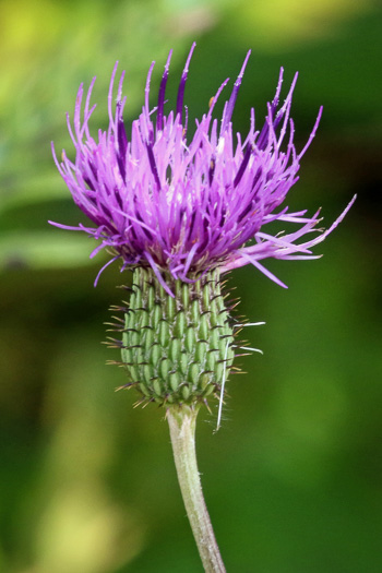 image of Cirsium virginianum, Virginia Thistle