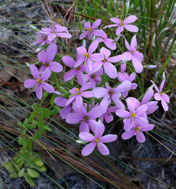 image of Sabatia brachiata, Narrowleaf Rose-pink, Narrowleaf Rose-gentian, Narrowleaf Sabatia