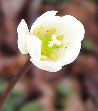 image of Jeffersonia diphylla, Twinleaf