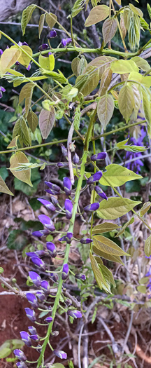 Wisteria_sinensis