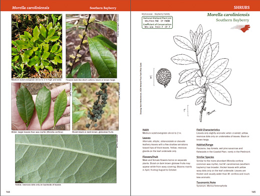 page from Field Guide to Common Wetland Plants of North Carolina by Karen Kendig, Kristie Gianopulos, and Milo Pyne