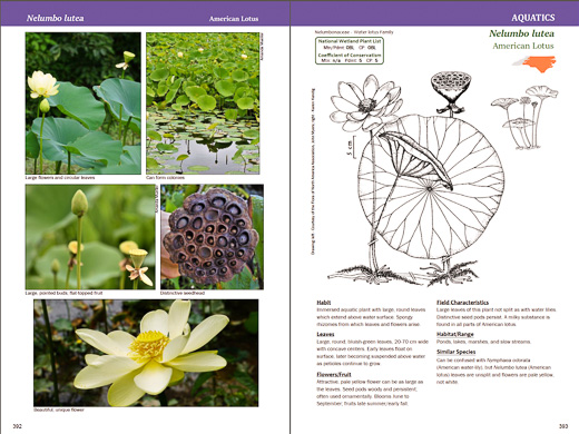 page from Field Guide to Common Wetland Plants of North Carolina by Karen Kendig, Kristie Gianopulos, and Milo Pyne