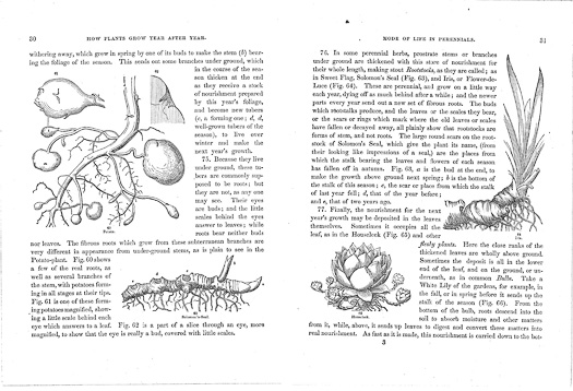 page from How Plants Grow by Asa Gray