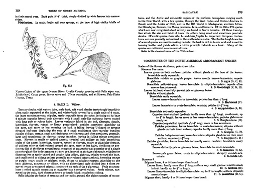 page from Manual of the Trees of North America by Charles Sprague Sargent