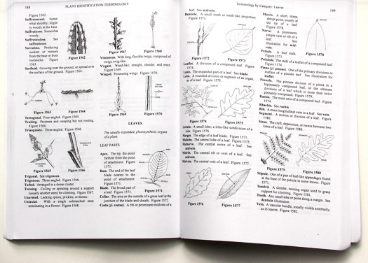 page from Plant Identification Terminology by James G. Harris and Melinda Woolf Harris