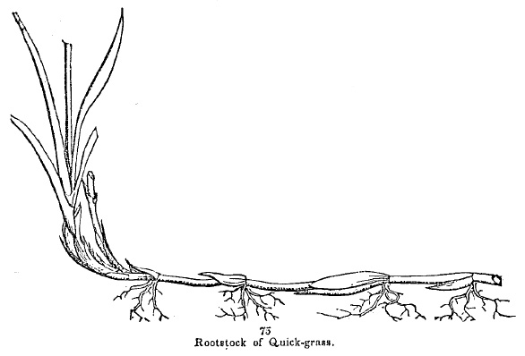 rootstock of Quack-grass