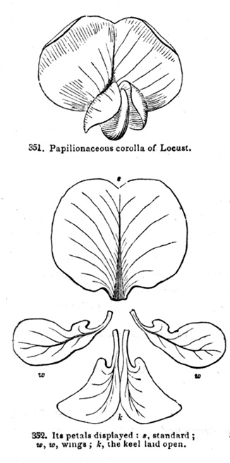 pea family