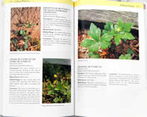 page from Southern Appalachian Wildflowers by Barbara Medina and Victor Medina