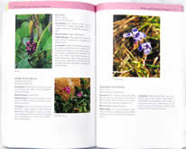 page from Southern Appalachian Wildflowers by Barbara Medina and Victor Medina