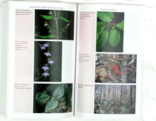 page from Wildflowers of the Carolina Lowcountry by Richard D. Porcher