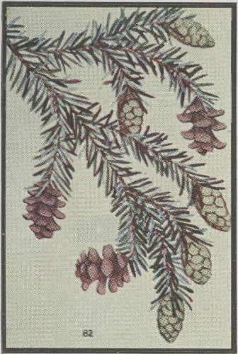 Western Hemlock