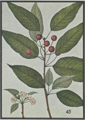 Pin Cherry